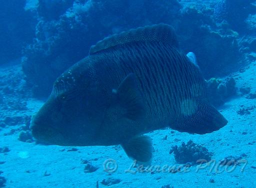 poisson Napoléon.JPG